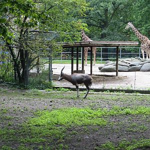 Zoo Berlin 2004 - Blesbok in the foreground and Giraffes in the background