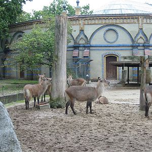 Zoo Berlin 2004 - Defassa Waterbuck group and Blesbok in the background