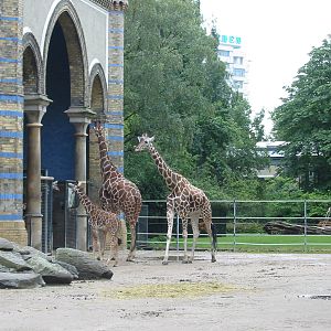 Zoo Berlin 2004 - Giraffes at the historic Antelope and Giraffe House