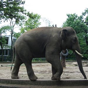 Zoo Berlin 2004 - Asiatic Elephant