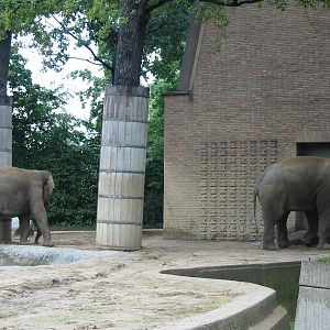 Zoo Berlin 2004 - Asiatic Elephants