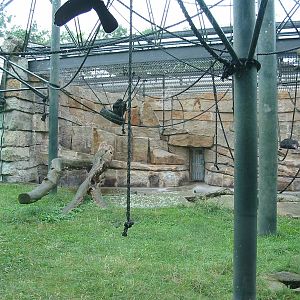 Zoo Berlin 2004 - Outdoor Chimpanzee exhibit