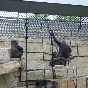 Zoo Berlin 2004 - Outdoor Gorilla exhibit