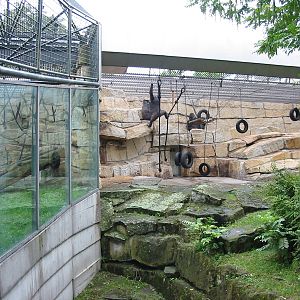 Zoo Berlin 2004 - Outdoor Gorilla exhibit