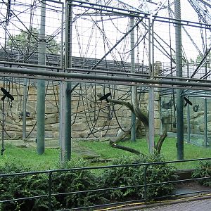 Zoo Berlin 2004 - Outdoor Chimpanzee exhibit