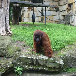 Zoo Berlin 2004 - Bornean Orangutan in the outdoor exhibit