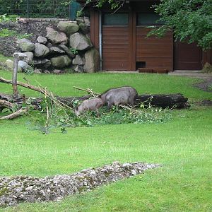 Zoo Berlin 2004 - Japanese Serow and kid