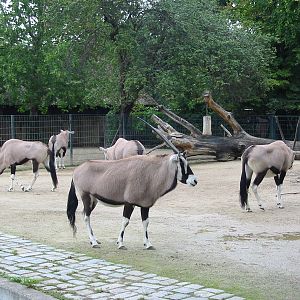 Zoo Berlin 2004 - Gemsbok exhibit