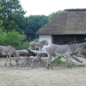 Zoo Berlin 2004 - Grevy Zebra