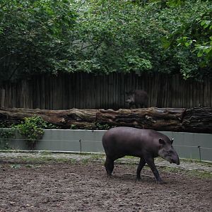 Zoo Berlin 2004 - Brazilian Tapir exhibits