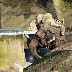 Cuddling elephants at Hagenbeck