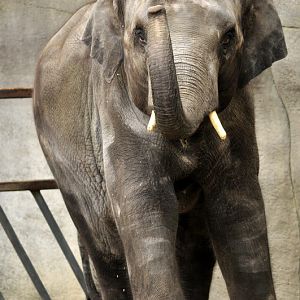 Elephantbull Thai at Hagenbeck
