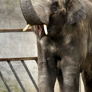 Elephantbull Thai at Hagenbeck