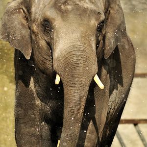 Elephantbull Thai in the snow at Hagenbeck