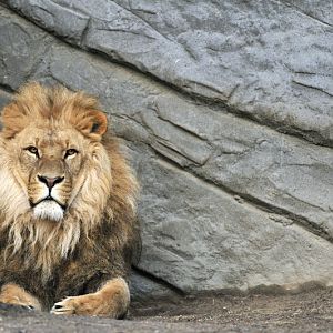 Lion Nawiri at Hagenbeck