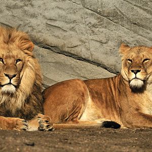 Lion Nawiri at Hagenbeck
