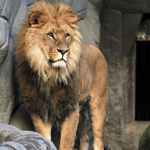 Lion Nawiri at Hagenbeck