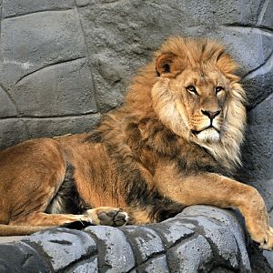 Lion Nawiri at Hagenbeck