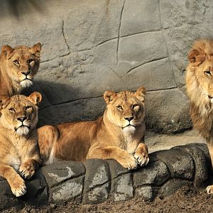 Lionpride at Hagenbeck
