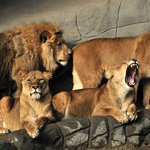 Lionpride at Hagenbeck