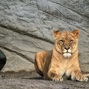 Lioness Tawanga at Hagenbeck