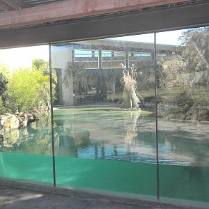 MOLA - Saltwater Croc