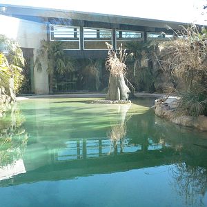 MOLA - Saltwater Croc