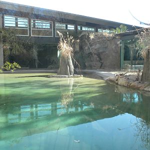 MOLA - Saltwater Croc