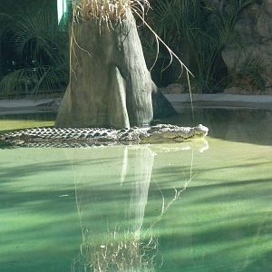 MOLA - Saltwater Croc