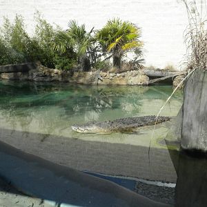 MOLA - Saltwater Croc