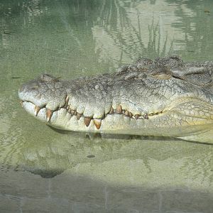 MOLA - Saltwater Croc