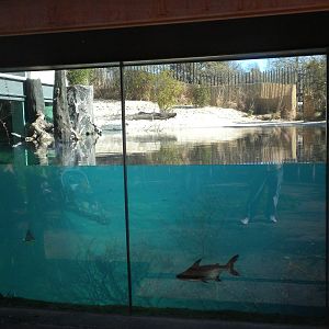 MOLA - Gharial River