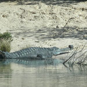 MOLA - Gharial River