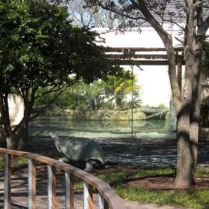 MOLA - Saltwater Croc