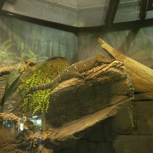 MOLA - Crocodile Monitor