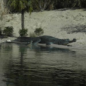MOLA - Gharial River