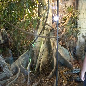 MOLA - Burmese Python