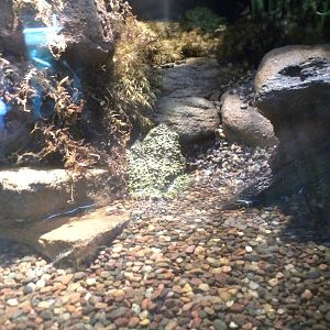 MOLA - Vietnamese Mossy Frog