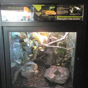 MOLA - Reisenger's Tree Monitor