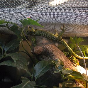 MOLA - Reisenger's Tree Monitor