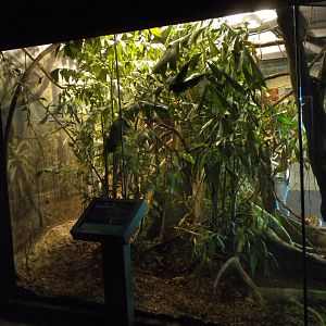 MOLA - Burmese Python