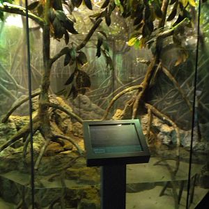 MOLA - Utila Island Iguana