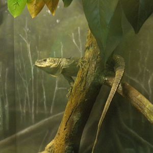 MOLA - Utila Island Iguana