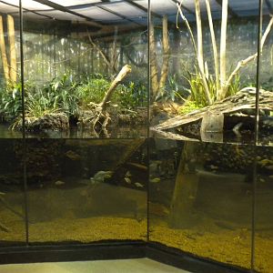 MOLA - Amazon Flooded Forest