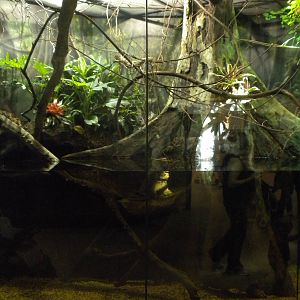 MOLA - Amazon Flooded Forest