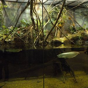 MOLA - Amazon Flooded Forest