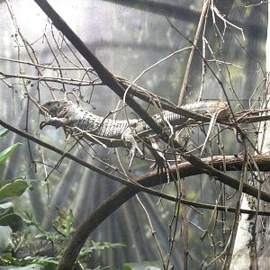 MOLA - Amazon Flooded Forest