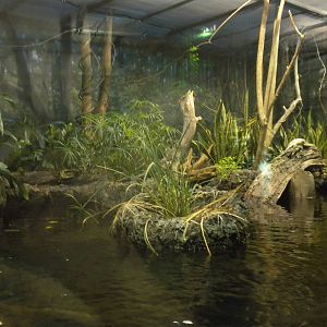 MOLA - African Flooded Forest