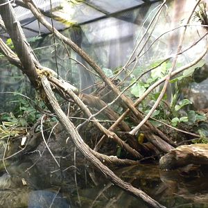 MOLA - Flooded Forest