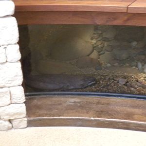 MOLA - Chinese Giant Salamander